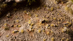 Gamers Grass – Tiny Tufts: Tiny Beige, Ansicht 4