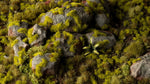 Gamers Grass – Grass Tufts: Moss 2mm, Ansicht 4